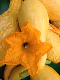 Heirloom yellow crook neck squash with honey bee in the squash blossom.