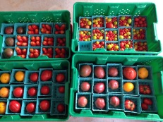 Heirloom tomato assortment packed for market