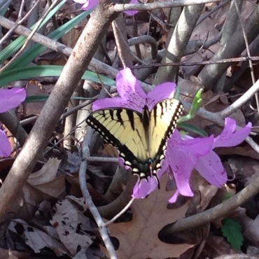 First Swallowtail in March 2016