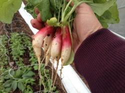 First radishes in our high tunnel in January 2016